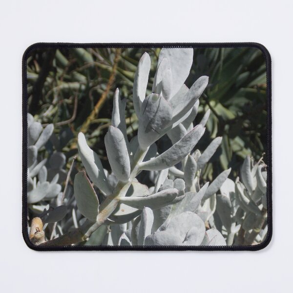 Item preview, white cactus designed and sold by Naomi80.