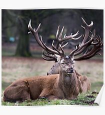Deer Intertwined Antlers Poster