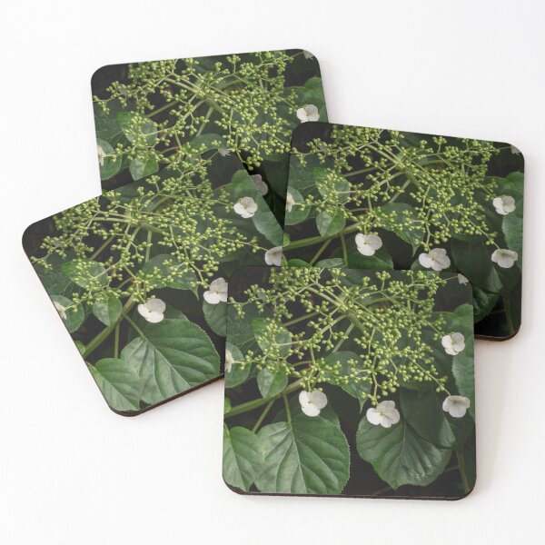 Item preview, Growing Lace Cap Hydrangea designed and sold by Gerda Grice Photography.