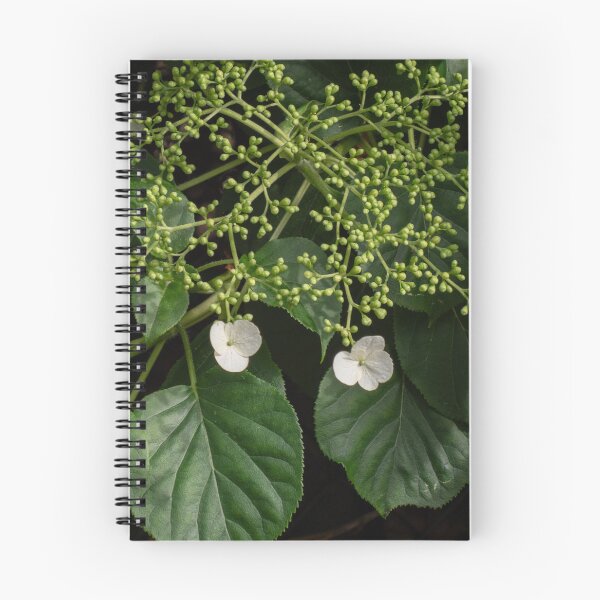 Item preview, Growing Lace Cap Hydrangea designed and sold by Gerda Grice Photography.