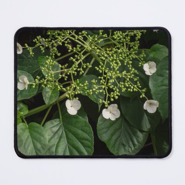 Item preview, Growing Lace Cap Hydrangea designed and sold by Gerda Grice Photography.