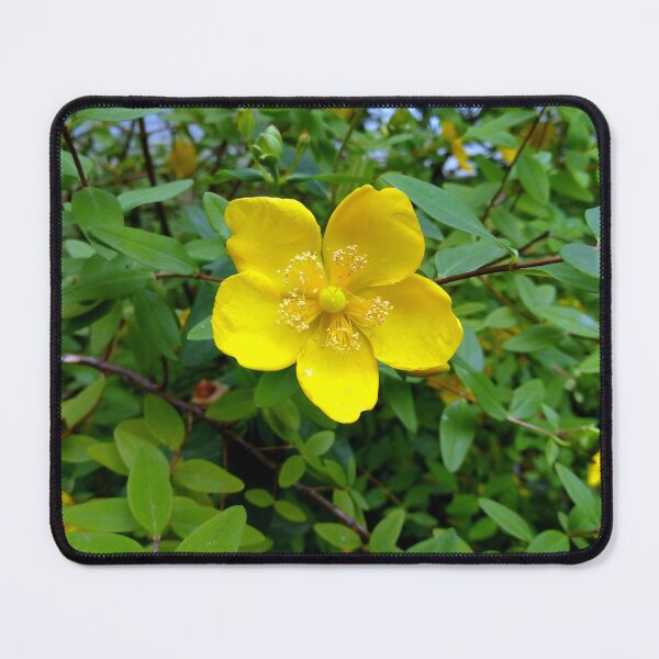 Item preview, St. John's Wort 1 original artwork designed and sold by paragonDesign28.