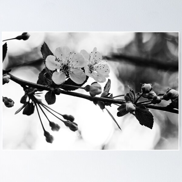 Item preview, Tart cherry evening bw designed and sold by Jouko Lehto Photography.