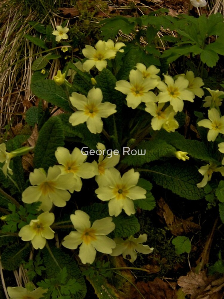 Primrose, Drumlamph Wood, County Derry by VeryIreland