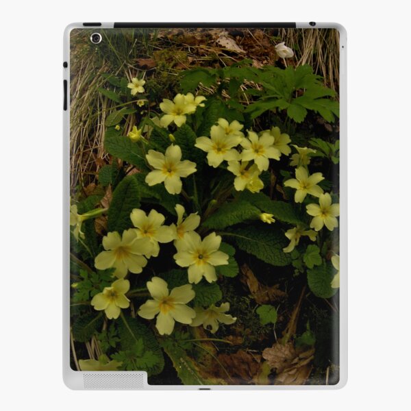 Primrose, Drumlamph Wood, County Derry iPad Skin