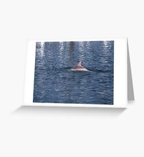 Dolphin Greeting Card