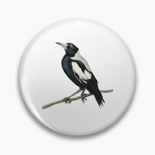 Item preview, Magpie art 2 no signature white background version, Australian Magpie bird, bird art, drawing, Australiana, black and white designed and sold by RachaelCurryArt.