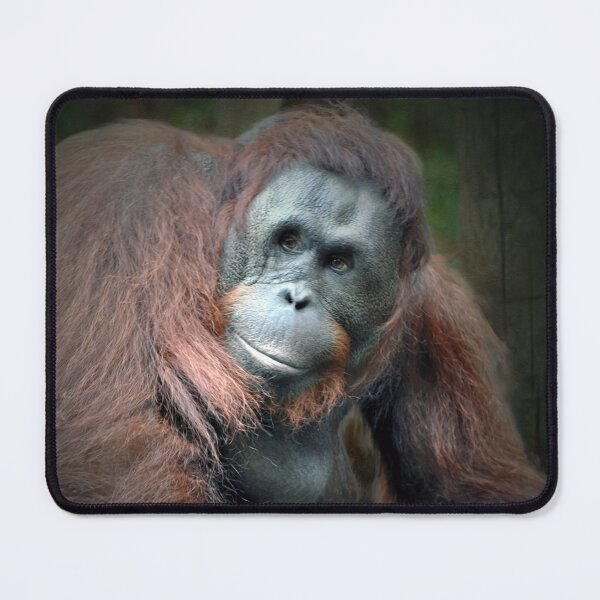 Item preview, Orangutan designed and sold by Savannah Gibbs.