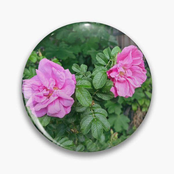 Item preview, Hybrid Rugosa is a funny name for a plant  designed and sold by francosworld.