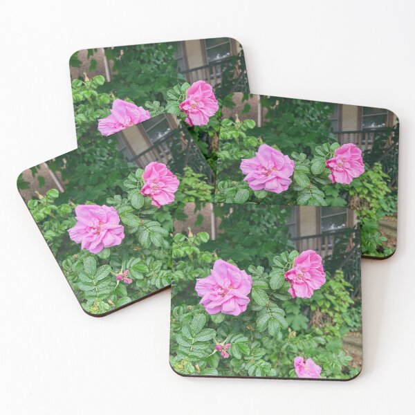 Item preview, Hybrid Rugosa is a funny name for a plant  designed and sold by francosworld.