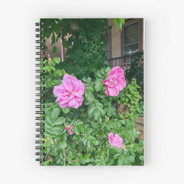 Artikelvorschau, Hybrid Rugosa ist ein lustiger Name für eine Pflanze entworfen und verkauft von francosworld.