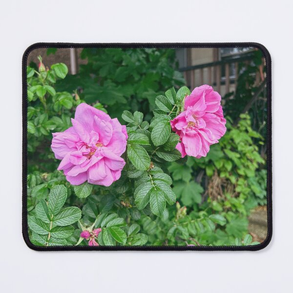 Item preview, Hybrid Rugosa is a funny name for a plant designed and sold by francosworld.