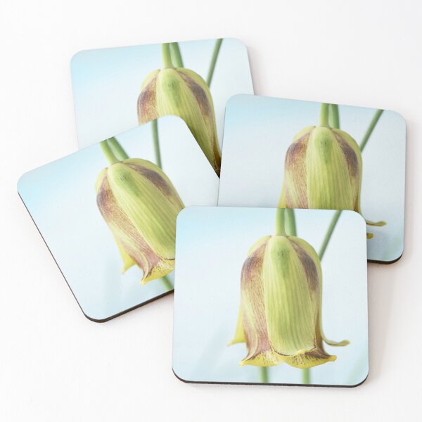 Item preview, Fritillaria acmopetala   AGM  Pointed-petal fritillary   designed and sold by Chris Burrows.