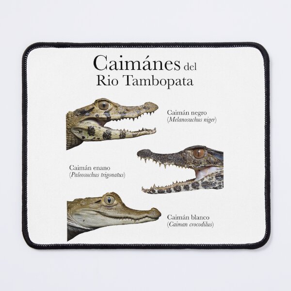 Item preview, Caimánes del Rio Tambopata  designed and sold by thehalligator.
