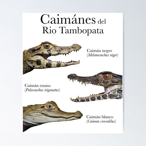 Item preview, Caimánes del Rio Tambopata  designed and sold by thehalligator.