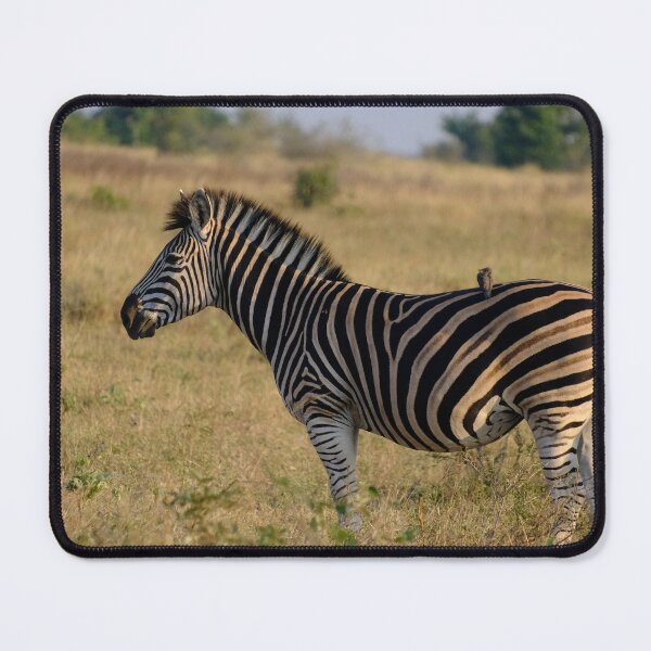 Item preview, Zebra and Oxpecker in Kruger National Park designed and sold by DKBasson.