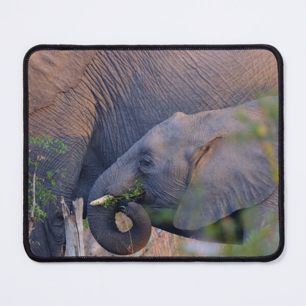 Item preview, Elephant Calf in Kruger National Park designed and sold by DKBasson.