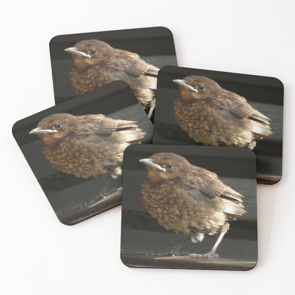 Item preview, Fledgling Blackbird designed and sold by Fay Freshwater.