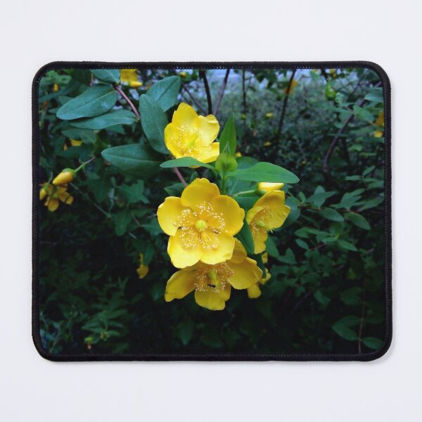 Item preview, St. John's Wort 3 original artwork designed and sold by paragonDesign28.