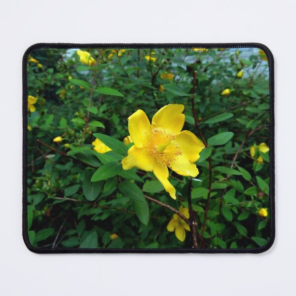 Item preview, St. John's Wort 2 original artwork designed and sold by paragonDesign28.