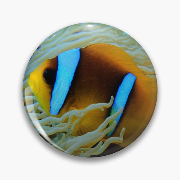 Item preview, Clown Fish Marsa Alam Egypt designed and sold by Ahmed ElMekawy.