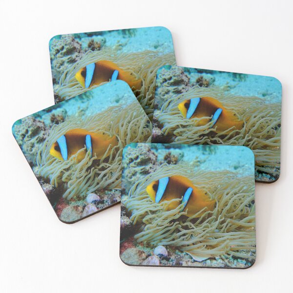 Item preview, Clown Fish Marsa Alam Egypt designed and sold by Ahmed ElMekawy.