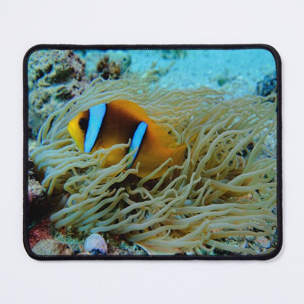Item preview, Clown Fish Marsa Alam Egypt designed and sold by Ahmed ElMekawy.