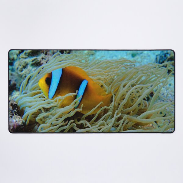 Item preview, Clown Fish Marsa Alam Egypt designed and sold by Ahmed ElMekawy.