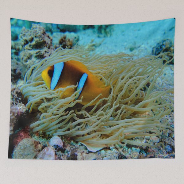 Item preview, Clown Fish Marsa Alam Egypt designed and sold by Ahmed ElMekawy.