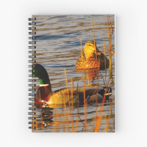 Item preview, Mallard & Mate in autumn sun designed and sold by keithmilligan.