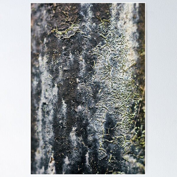 Item preview, Patina designed and sold by Eidetic Photos.