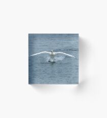 Swan landing Acrylic Block