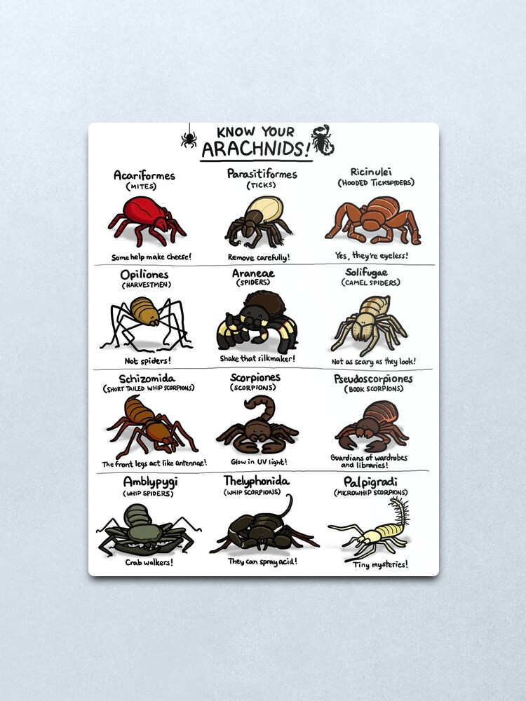 Illustrated Guide to Arachnids Illustrated Guide to Arachnids