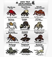 Illustrated Guide to Arachnids Poster