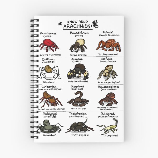 Item preview, Illustrated Guide to Arachnids designed and sold by KetrinaDrawsALot.