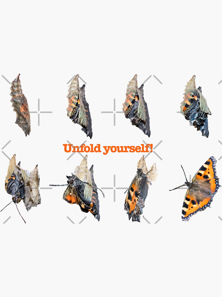Thumbnail 3 von 3, Sticker, Metamorphose Schmetterling Kleiner Fuchs designt und verkauft von Igelchen.