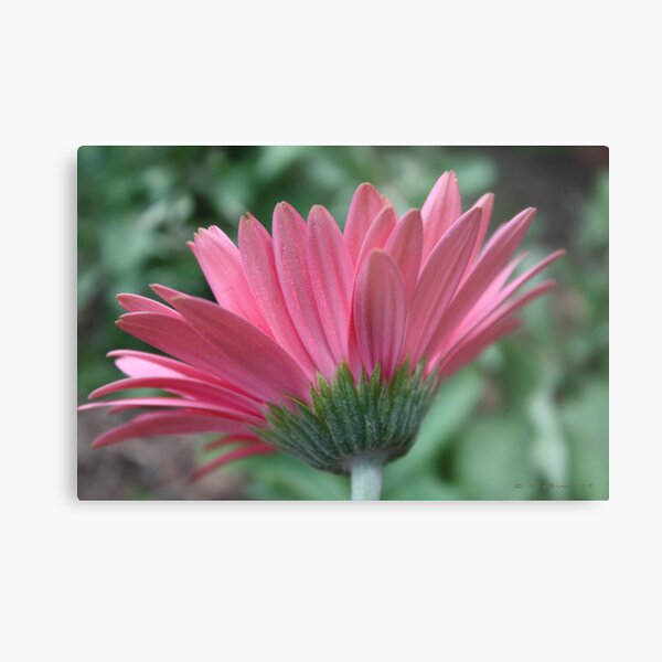 Pretty In Pink Metal Print