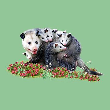 Opossum sold Family