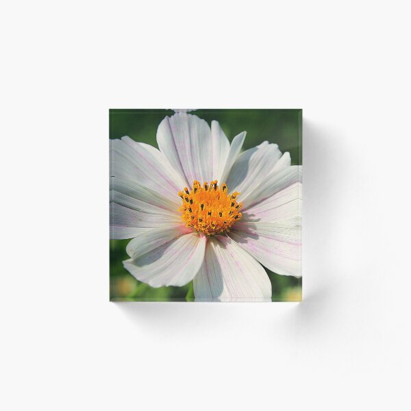 Summer Daisy in Sunshine Acrylic Block