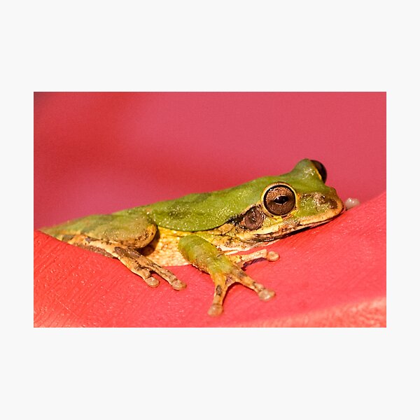 Green Frog Chilling Photographic Print