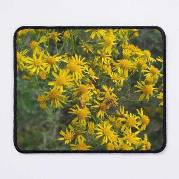 Item preview, ragwort designed and sold by CreativeWorld96.