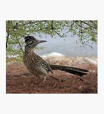 Roadrunner Fotodruck