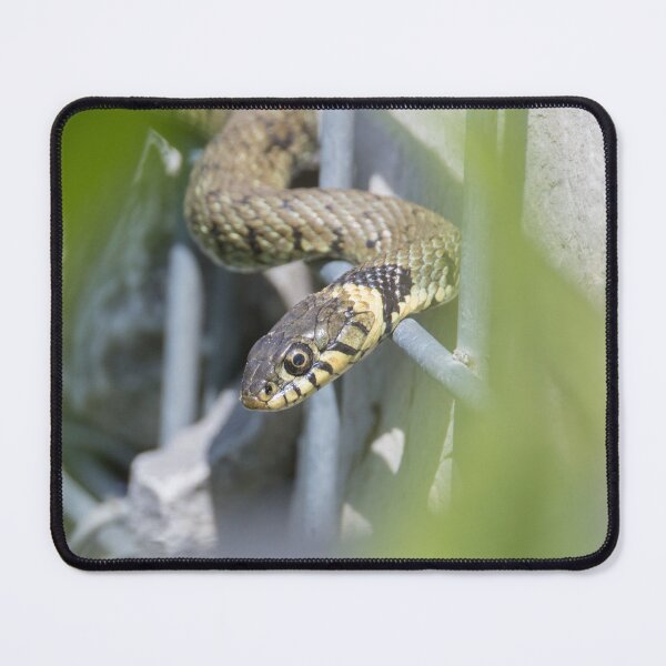 Item preview, Grass Snake designed and sold by LaurenTucker.