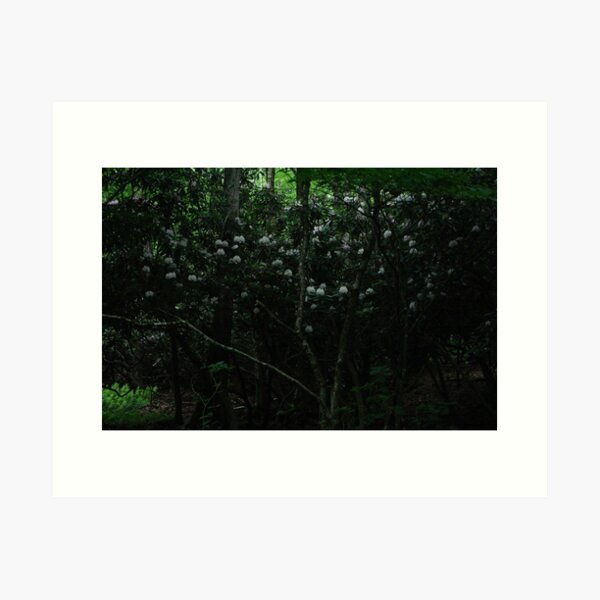 Rhododendrons IV Art Print
