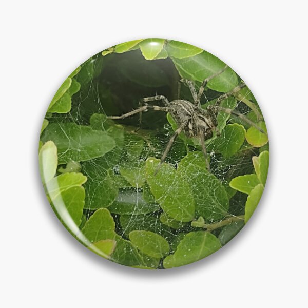 Item preview, Cute little spooder designed and sold by MegsMothyCabin.