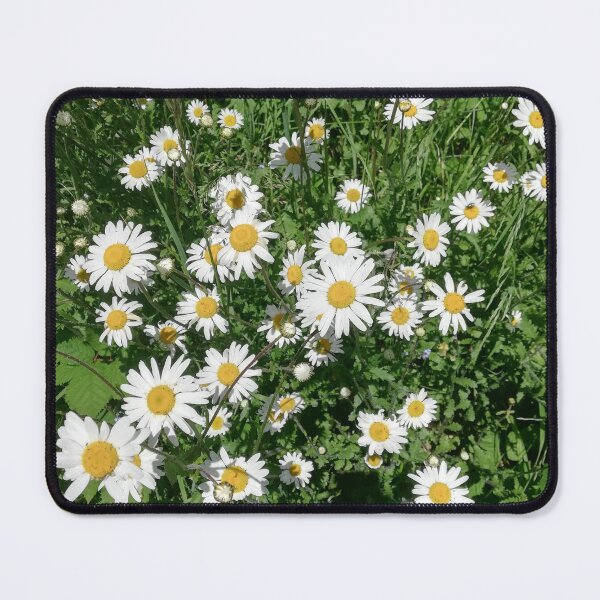 Item preview, A photograph of white daisies. designed and sold by esvb.