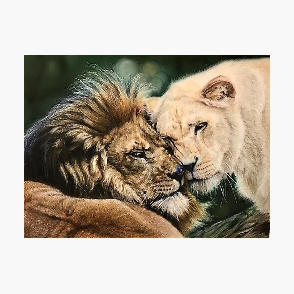 Couple of lions in love Photographic Print
