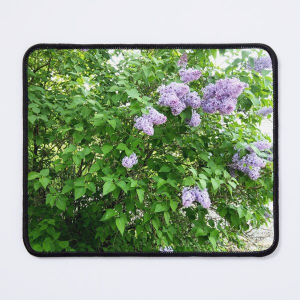Item preview, Summer lilac flowering bush designed and sold by naturematters.
