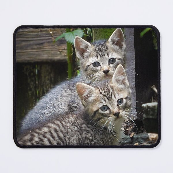 Item preview, Two Kitten Siblings designed and sold by schostix.