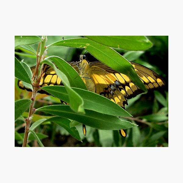 Item preview, Swallowtail butterfly designed and sold by ienemien.